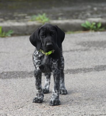 Les chiots de Braque allemand à poil court