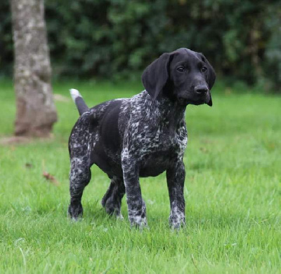 Les chiots de Braque allemand à poil court