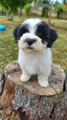 Les chiots de Bichon Havanais