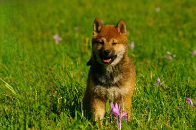 Les chiots de Shiba