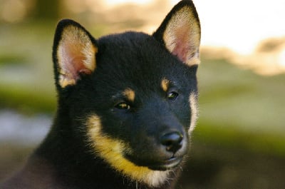 Les chiots de Shiba