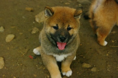 Les chiots de Shiba