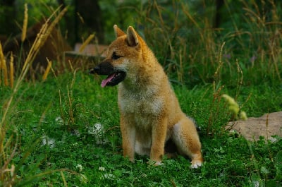 Volcano - Shiba