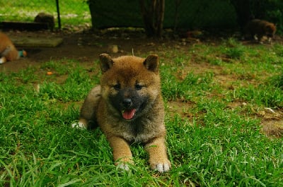 Les chiots de Shiba