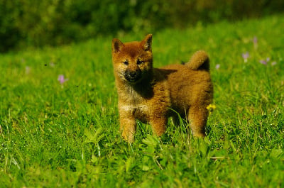 Les chiots de Shiba