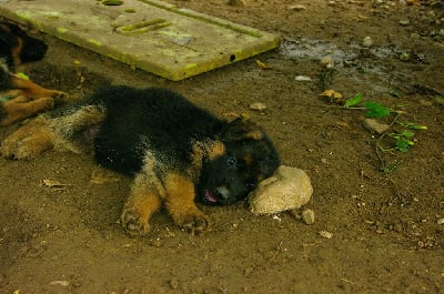 Les chiots de Berger Allemand