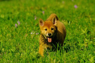 Les chiots de Shiba