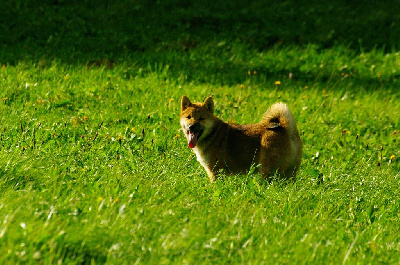 Les chiots de Shiba