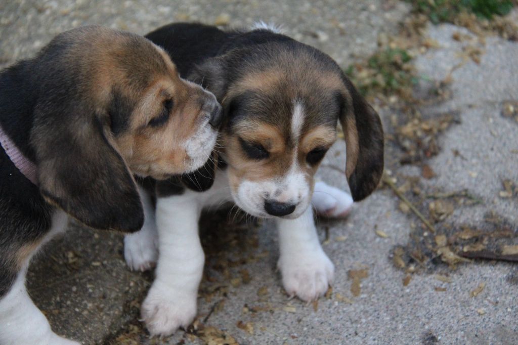 CHIOT - Beagle