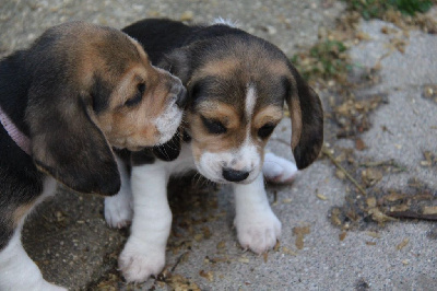 Les chiots de Beagle