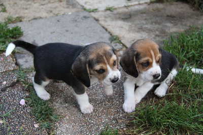 Les chiots de Beagle