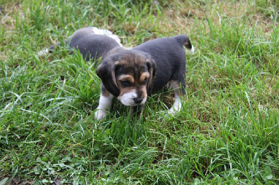 Les chiots de Beagle