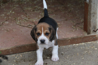 Les chiots de Beagle