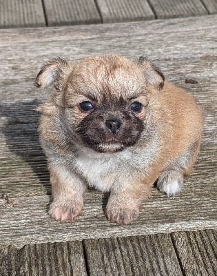 Les chiots de Chihuahua