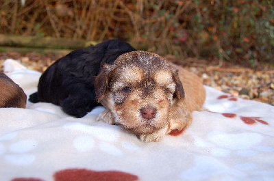 Les chiots de Bichon Havanais