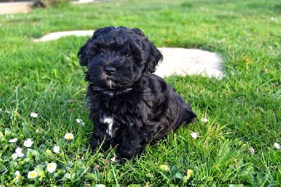 Les chiots de Bichon Havanais