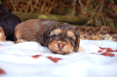 Les chiots de Bichon Havanais