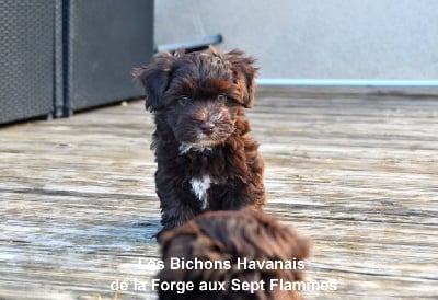 Les chiots de Bichon Havanais