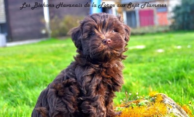 Les chiots de Bichon Havanais