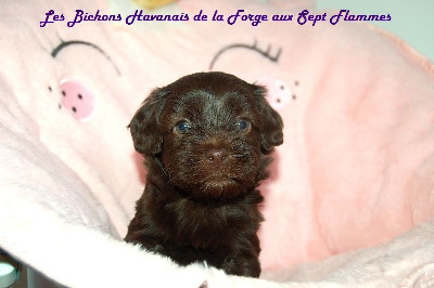 Les chiots de Bichon Havanais