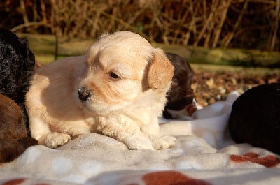 Les chiots de Bichon Havanais