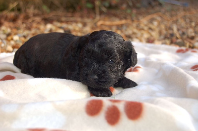 Les chiots de Bichon Havanais