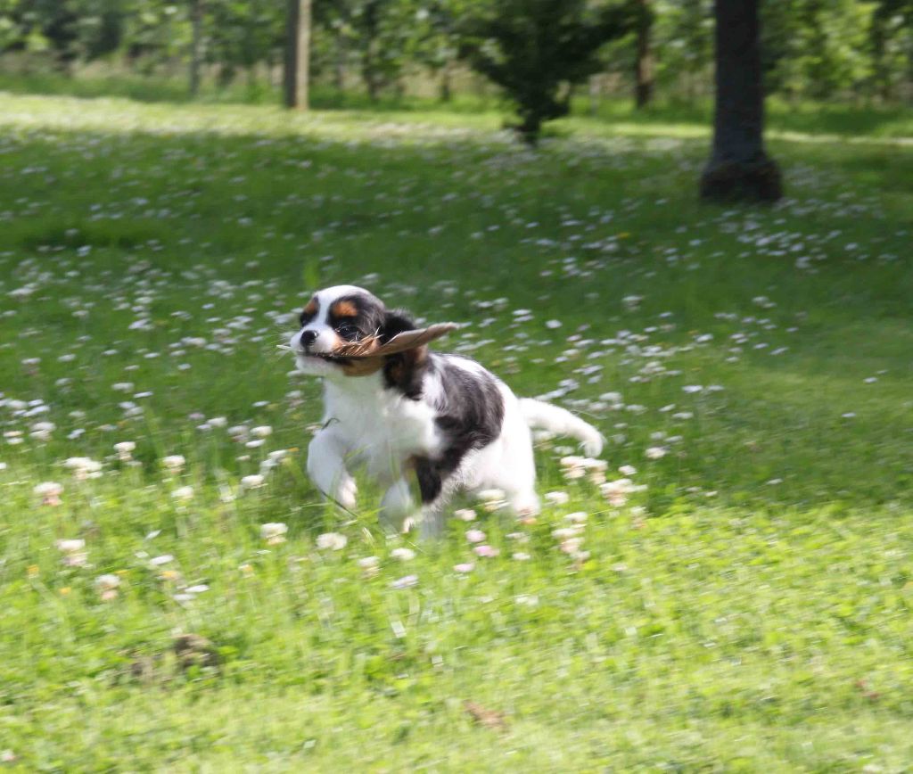 VENDU - Cavalier King Charles Spaniel