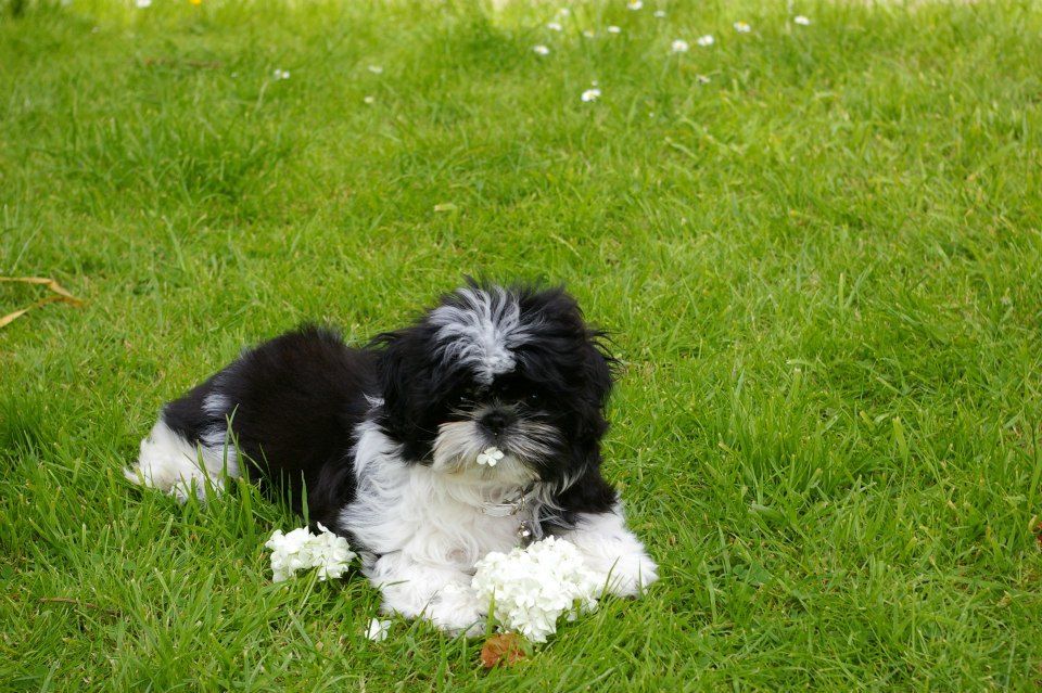 VENDU - Shih Tzu