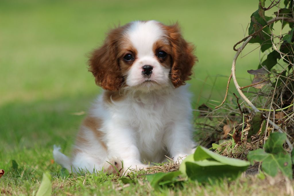 VENDU - Cavalier King Charles Spaniel