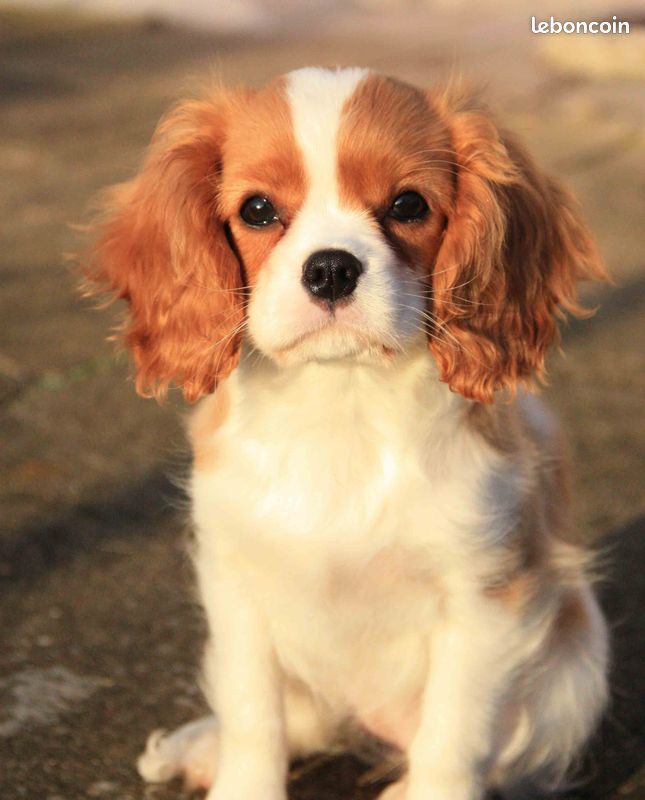 VENDU - Cavalier King Charles Spaniel