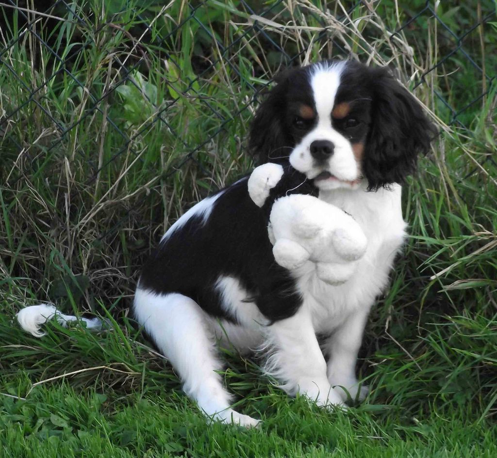 VENDU - Cavalier King Charles Spaniel