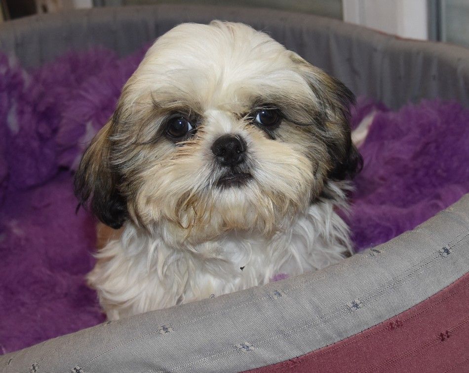 DISPONIBLE CHEZ RUBY - Shih Tzu