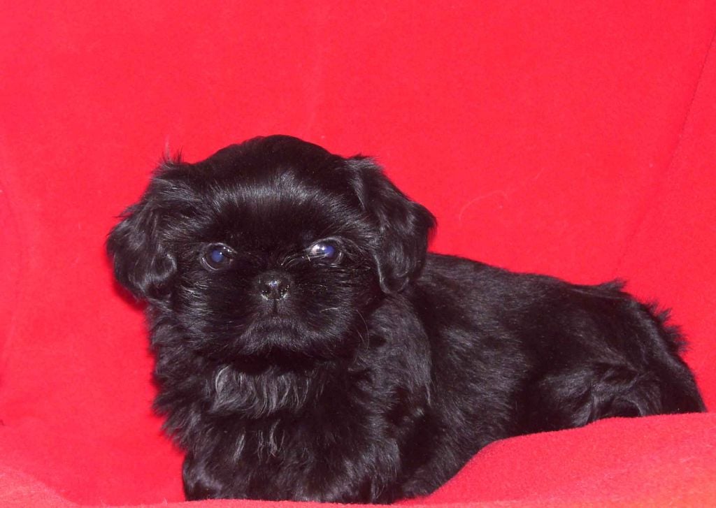 VENDU - Shih Tzu