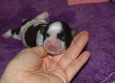 Les chiots de Shih Tzu