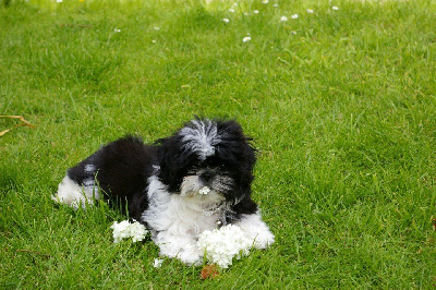 Les chiots de Shih Tzu