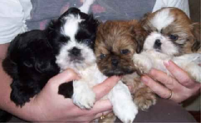 VENDU - Shih Tzu