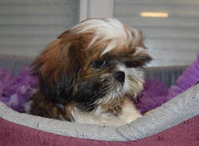 VENDU - Shih Tzu