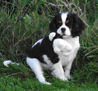 Les chiots de Cavalier King Charles Spaniel