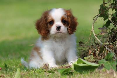 Les chiots de Cavalier King Charles Spaniel