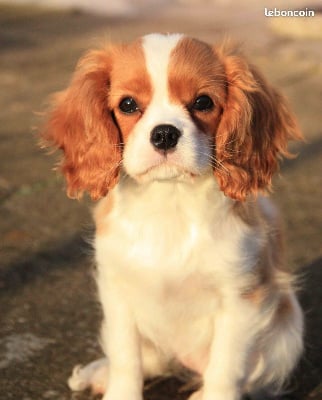 Les chiots de Cavalier King Charles Spaniel