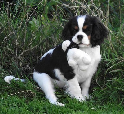 VENDU - Cavalier King Charles Spaniel