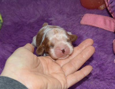 Les chiots de Cavalier King Charles Spaniel