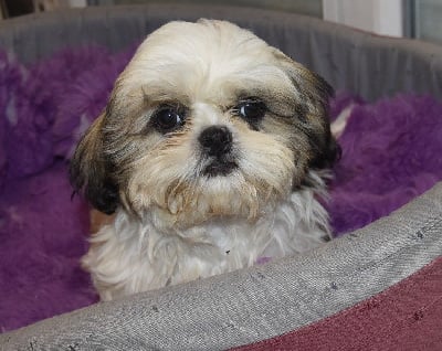 Les chiots de Shih Tzu