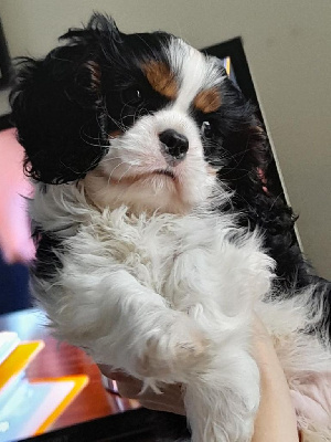 VENDU - Cavalier King Charles Spaniel