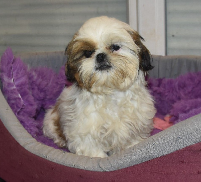 Les chiots de Shih Tzu