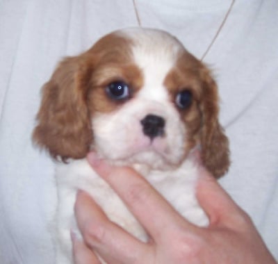 Les chiots de Cavalier King Charles Spaniel