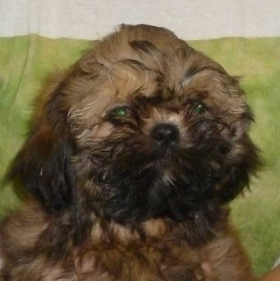 VENDU - Shih Tzu