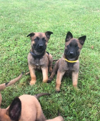 Les chiots de Berger Belge