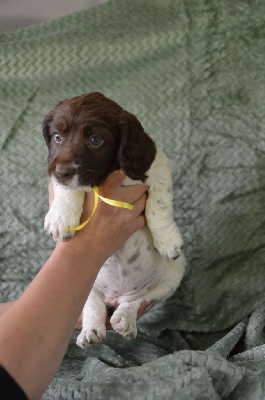 Les chiots de English Springer Spaniel