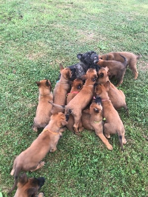 Les chiots de Berger Belge